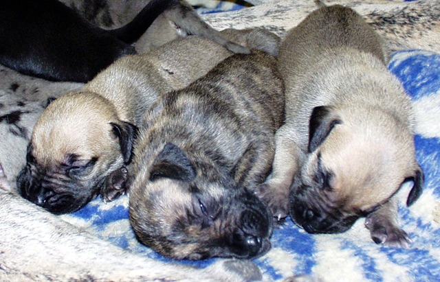 This Gentle Giant Carried Her Puppies Like Heaven on Four Legs